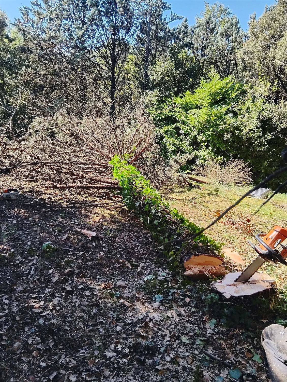 Broyage des branches après abattage, tas de broyat au sol