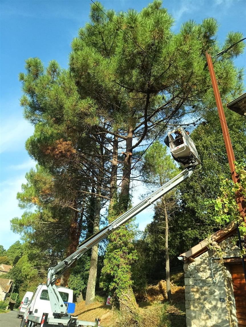 Élagage d'un grand pin depuis une nacelle