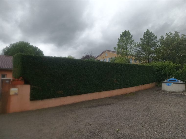 Haie taillée le long d'une cour