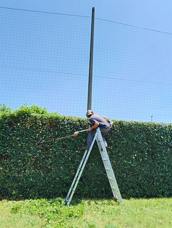 Taille de haie en hauteur depuis une échelle