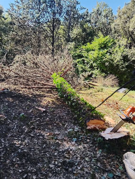 Broyage des branches après abattage