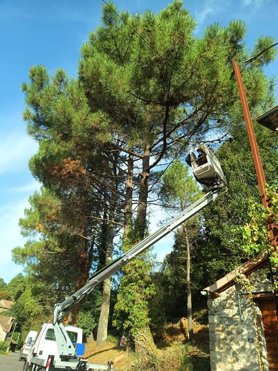 Élagage d'un grand pin depuis une nacelle