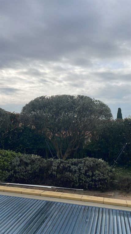 Arbre taillé en nuage au-dessus d'une haie
